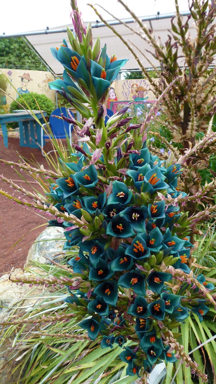 Мотыльковые цвет