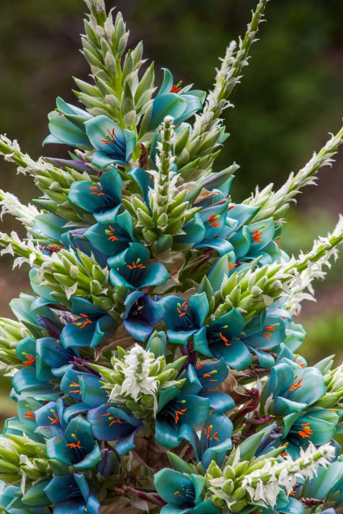 Пуйя Раймонда (Puya raimondii)