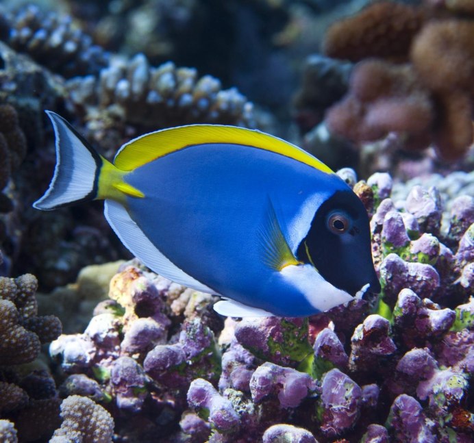 Boxfish рыба