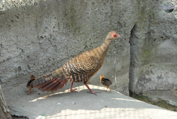 Фазан свайно