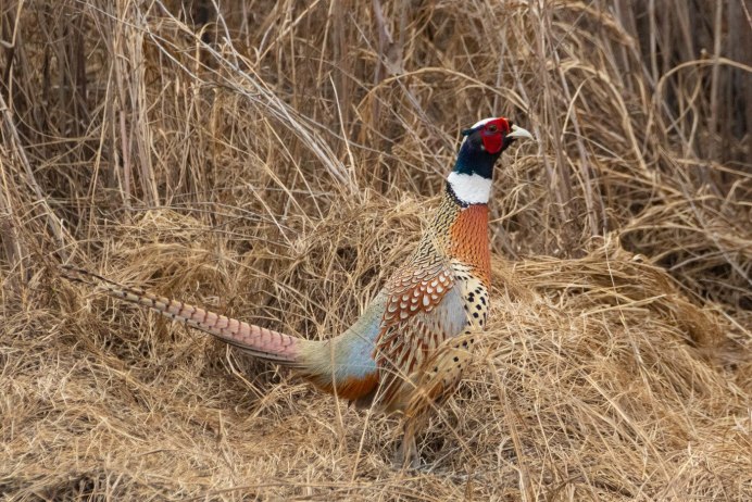 Фазан свайно