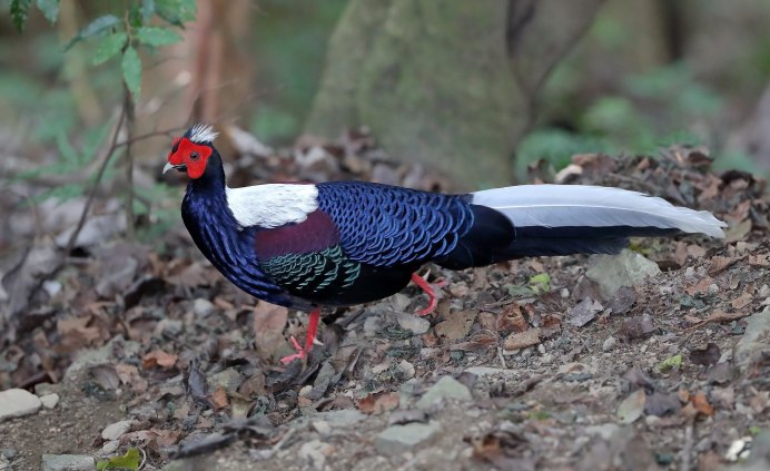 Фазан лофура