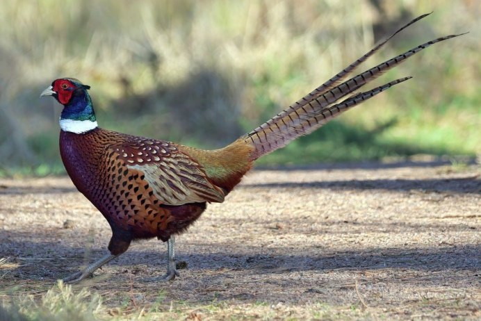 Swinhoe's Pheasant