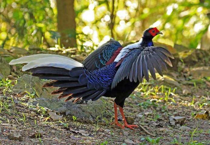 Фазан лофура