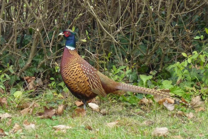 Свайно фазан самка