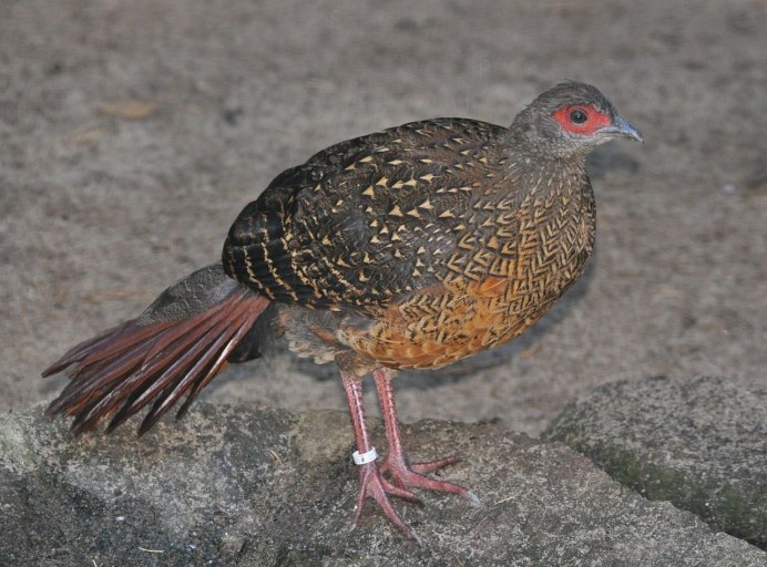 Свайно фазан самка