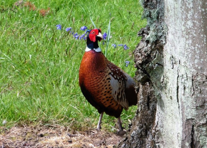 Изумрудный фазан