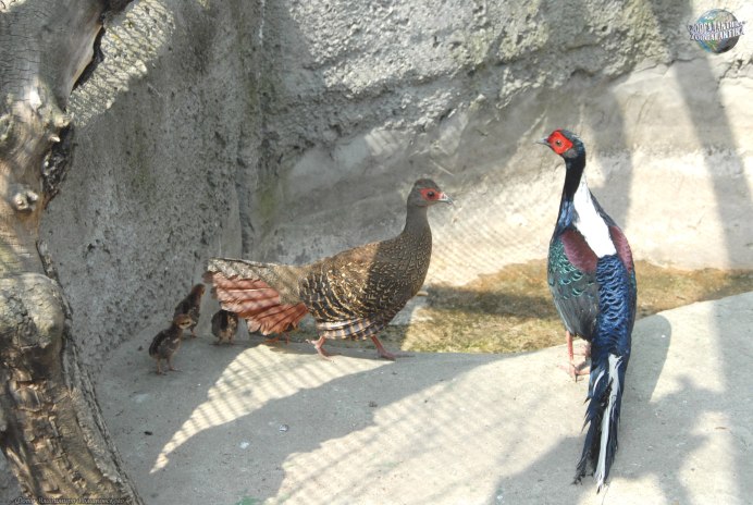 Фазан свайно пара