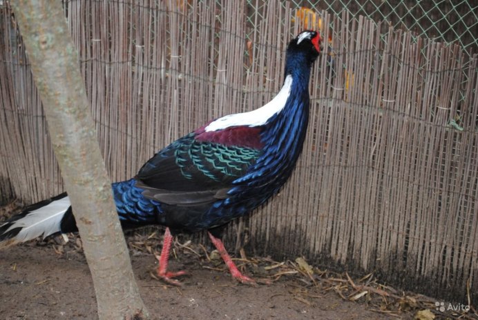 Свайна птица фазан