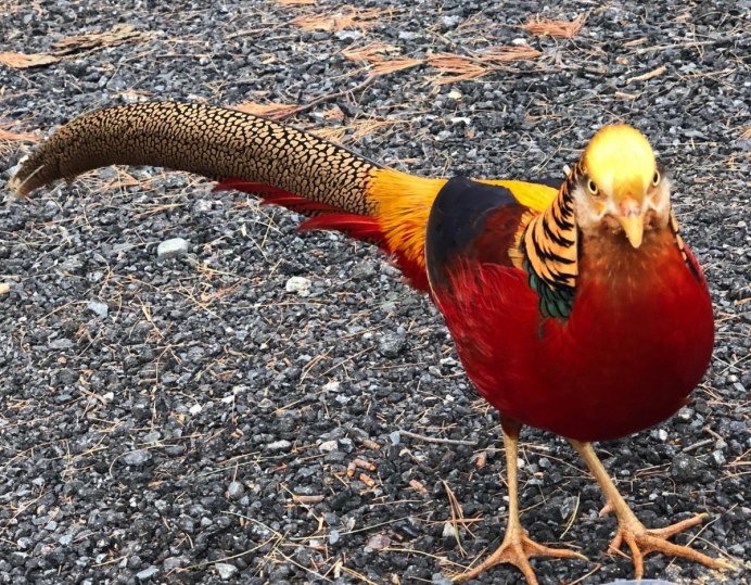 Тайваньский фазан