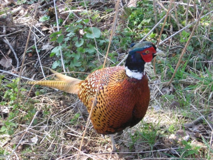 Фазан черный фазан