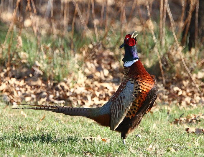 Королевский фазан