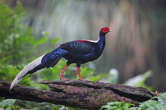 Swinhoe's Pheasant