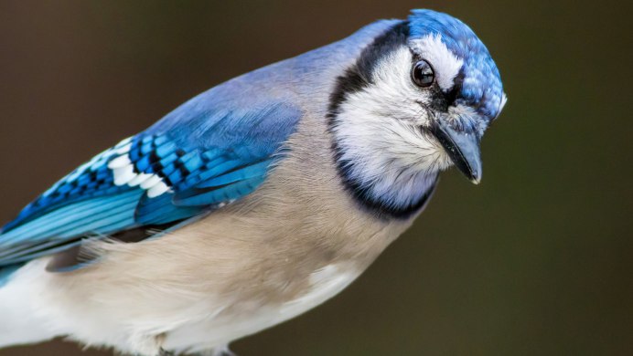 Garrulus glandarius