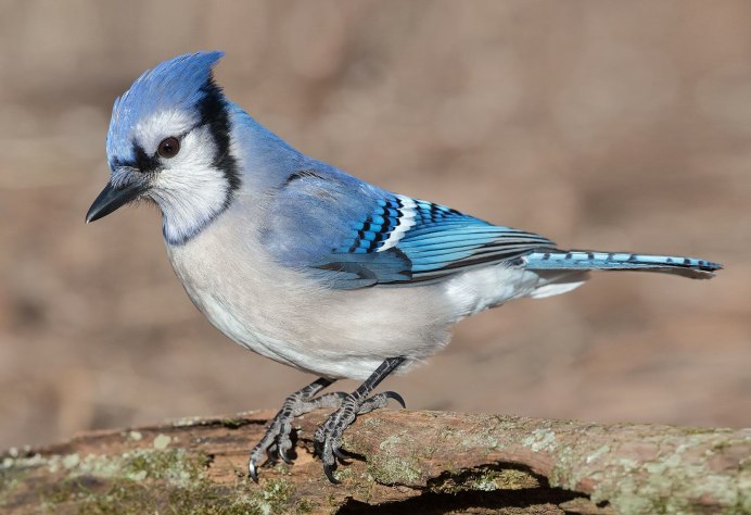 Garrulus glandarius