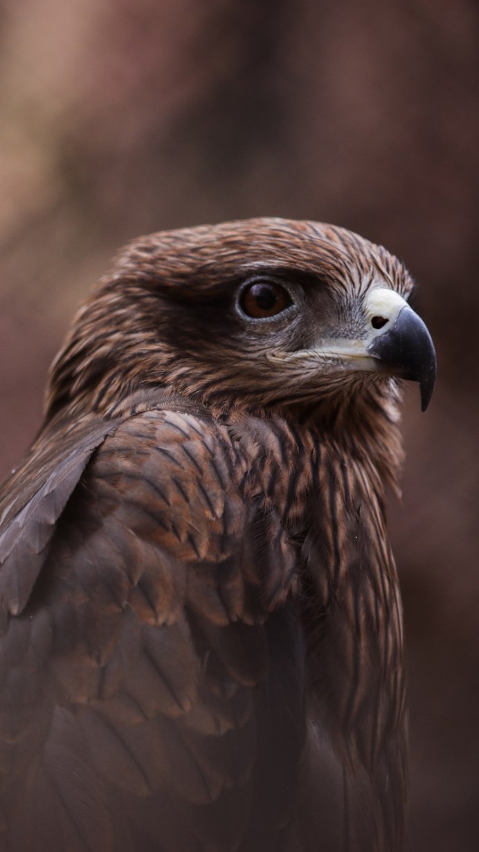 Красный Коршун Milvus Milvus