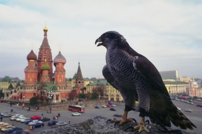 Ведрфельнир ястреб