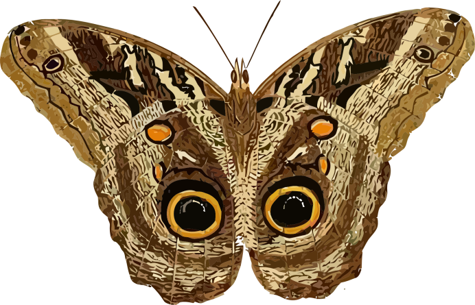 Caligo Beltrao