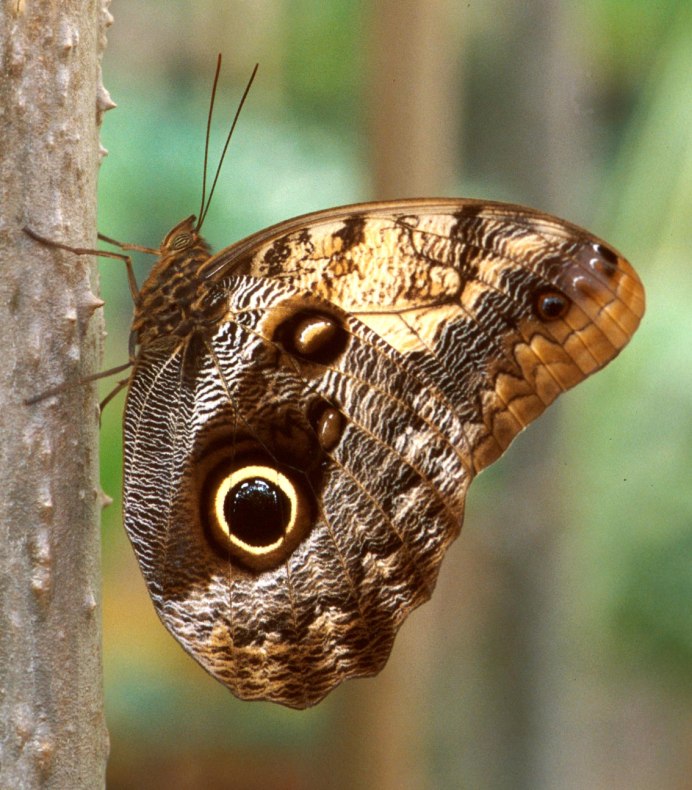 Caligo eurilochus бабочка