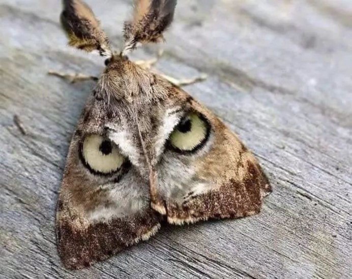 Сова Мимикрия