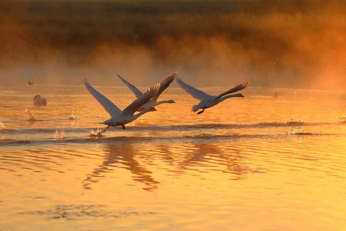 Птица взлетает с воды
