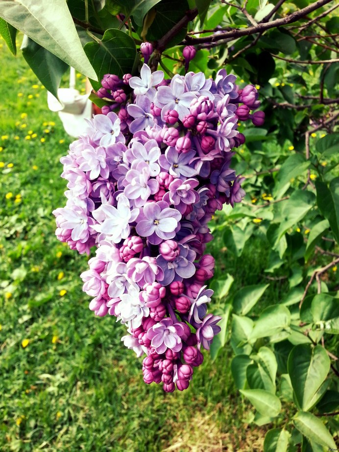 Сирень повислая Комарова