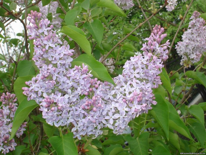 Syringa Purple Астра