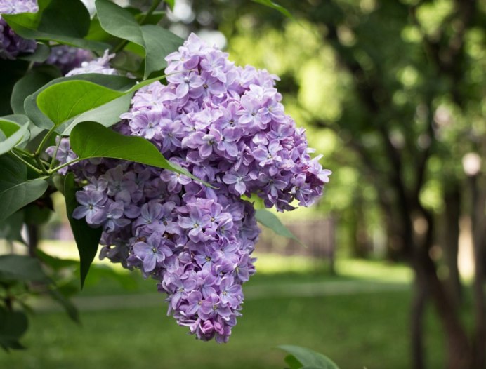 Дикая сирень кустарник