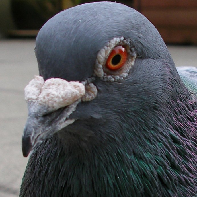 Columba inornata