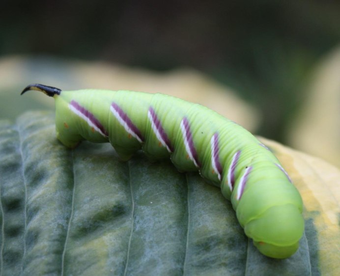 Pink Caterpillar