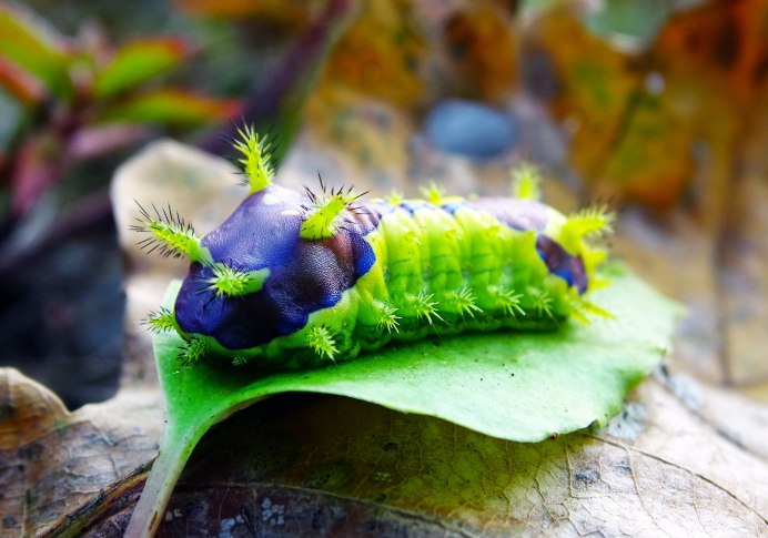 Sphinx ligustri гусеница
