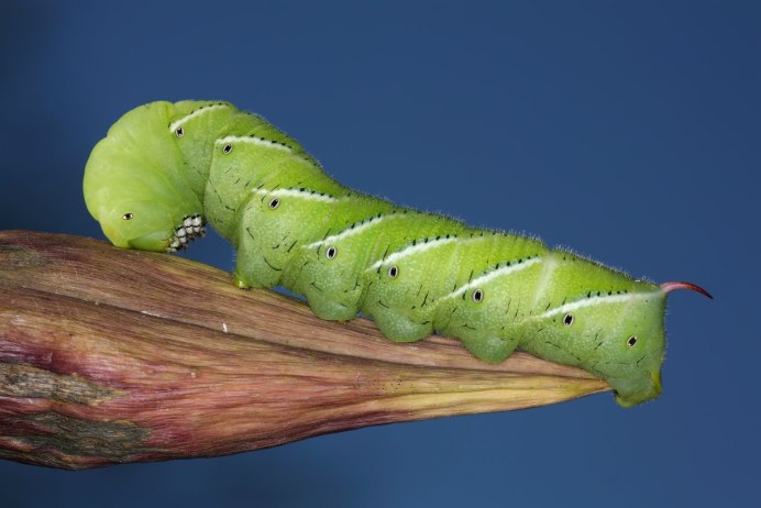 Гусеница Cerura vinula