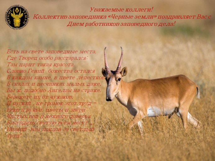 Сайга (Сайгак)