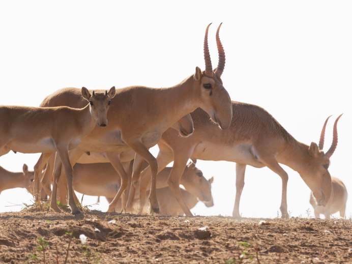Сайгак Saiga tatarica