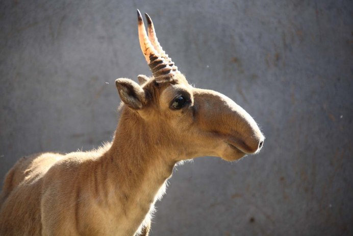 Подвид сайгака (Saiga tatarica tatarica