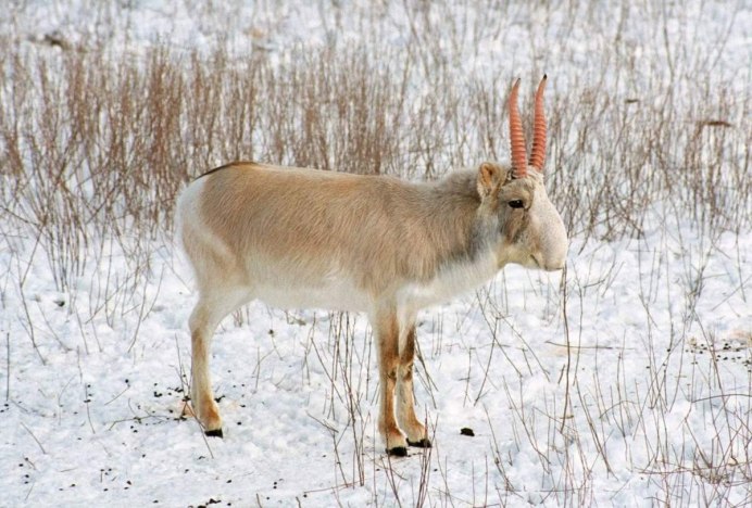 Сайгак Saiga tatarica