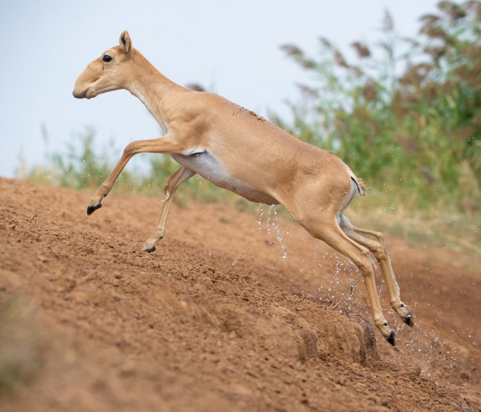 Сайга Saiga tatarica (Linnaeus, 1766)