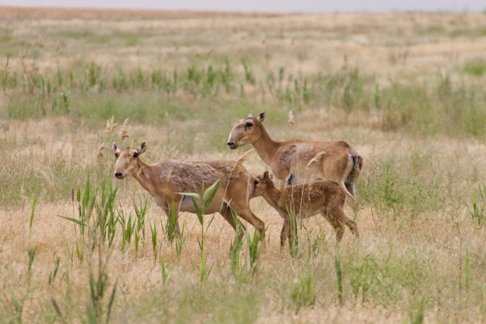 Сайгак Saiga tatarica