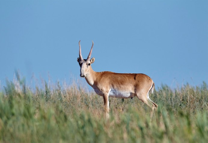 Сайгак Saiga tatarica