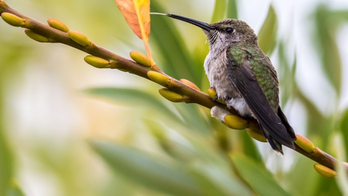Колибри trochilidae