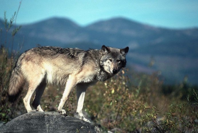 Волк южных скалистых гор
