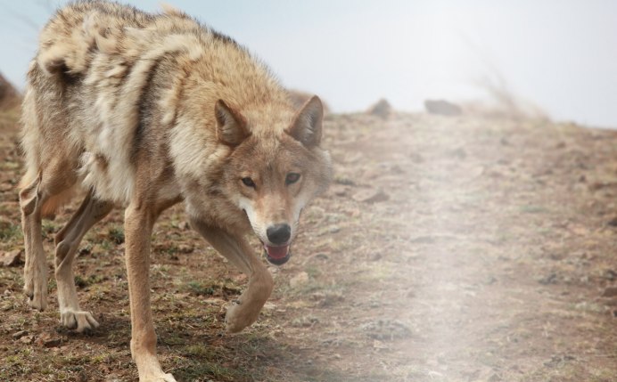 Волк Дальневосточный