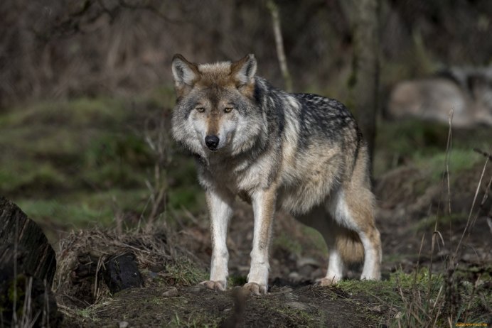 Кавказский волк кавказский заповедник