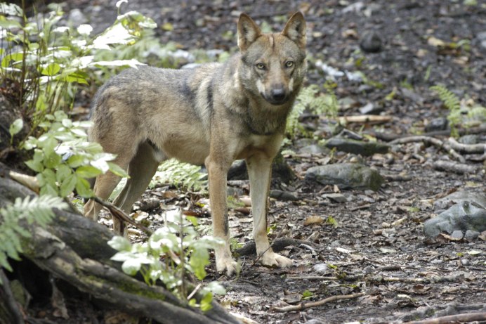 Монгольский волк