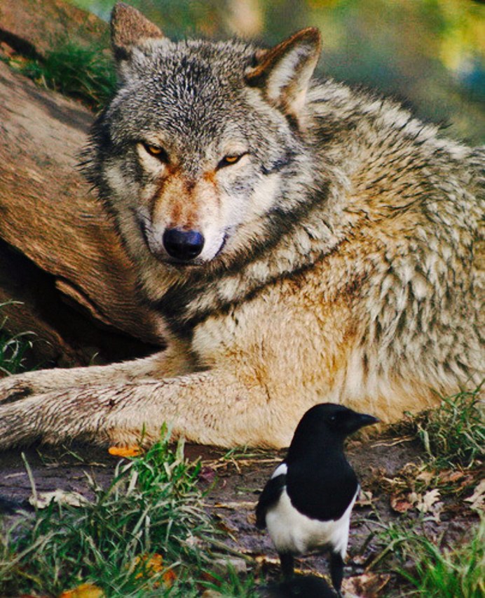 Волки в Кавказском заповеднике