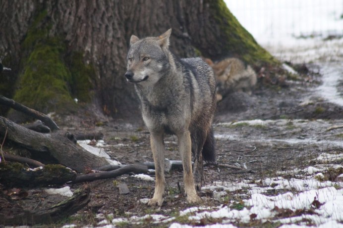 Кавказский волк