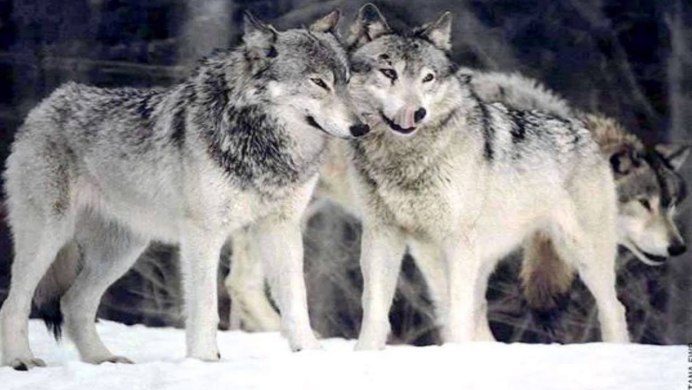 Волк южных скалистых гор