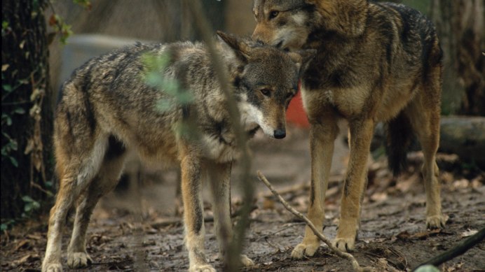 Уставший волк