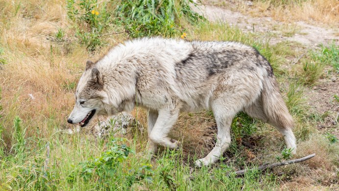 Висимский заповедник волк
