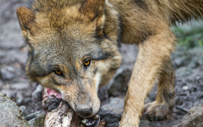 Кавказский волк
